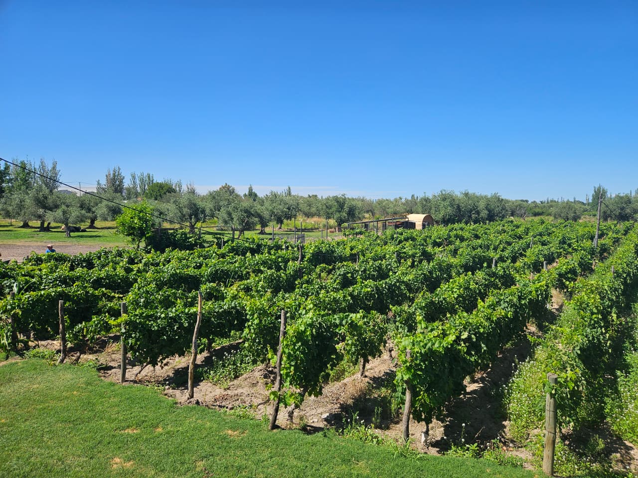 Hileras de vid de la finca, con olivos al fondo